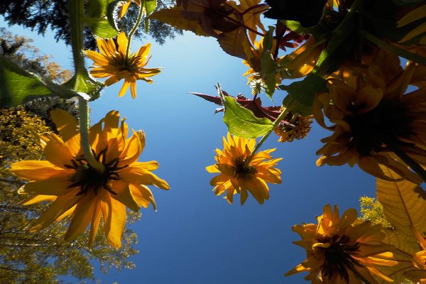 École_Créativité_FGagnon_JardinMétis