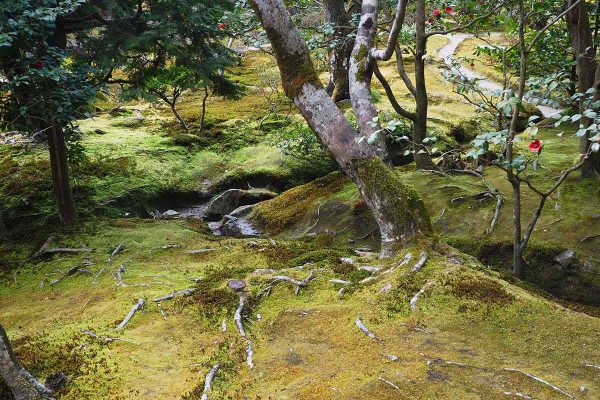 École_Créativité_FGagnon_Série_Arbre1