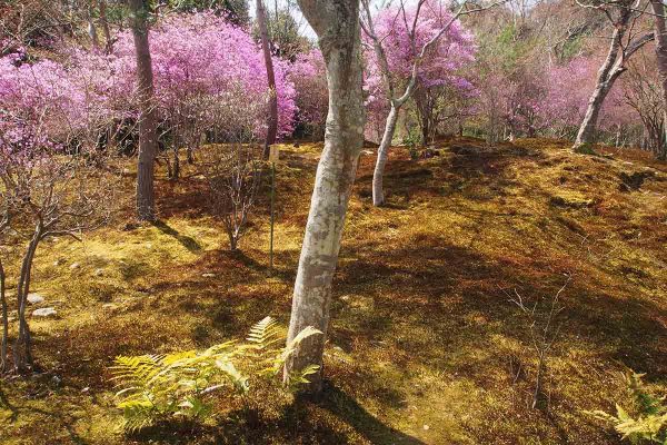 École_Créativité_FGagnon_Série_Arbre4