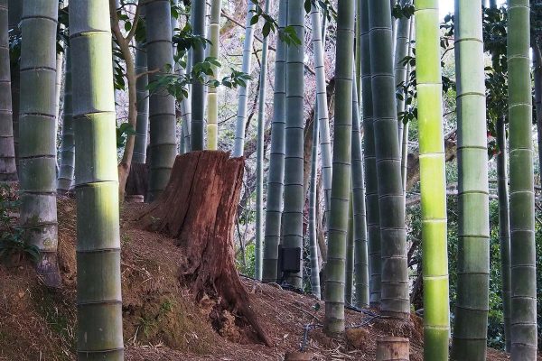 École_Créativité_FGagnon_Série_Arbre5