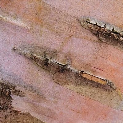 École_Créativité_FGagnon_Série_Carré2