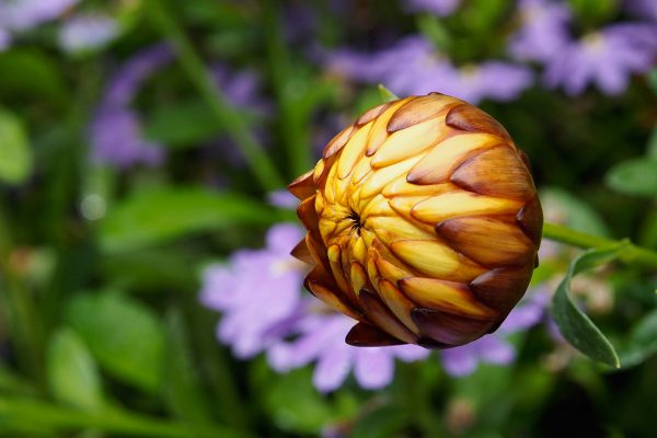 École_créativité_ FGagnon_Feu_vert2