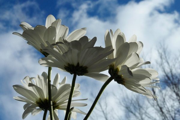 École_Créativité_FGagnon_Fleurs_Nuages