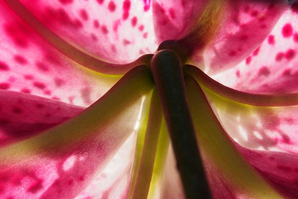 École_Créativité_FGagnon_Lys_contre_plongée