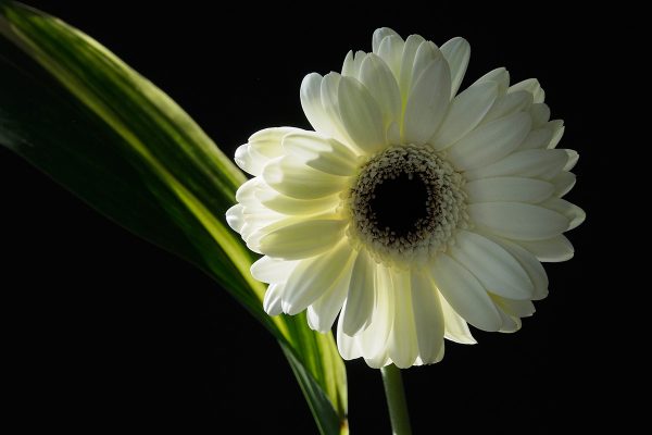 École_Créativité_FGagnon_Marguerite