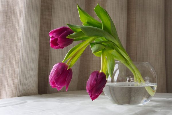 École_Créativité_FGagnon_Tout-en_Fleurs