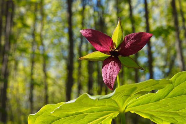 École_Créativité_F Gagnon 3 printemps BD