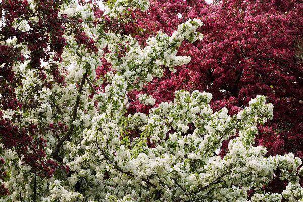 École_Créativité_F Gagnon 3 printemps BG