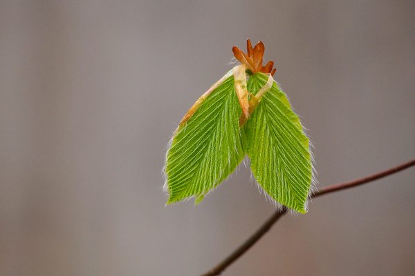 École_Créativité_F Gagnon 3 printemps HG