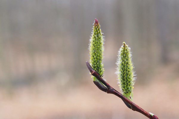 École-Créativité- FGagnon-Bokeh-DB-Printemps