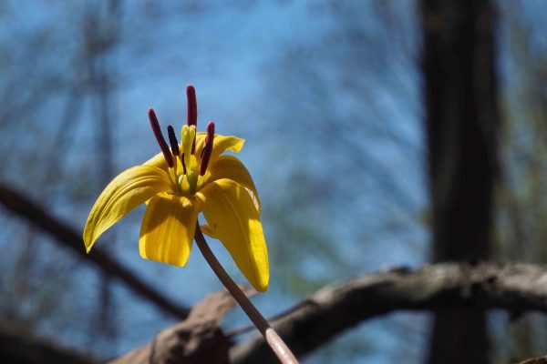 École-Créativité-FGagnon-Bokeh-DH-Printemps