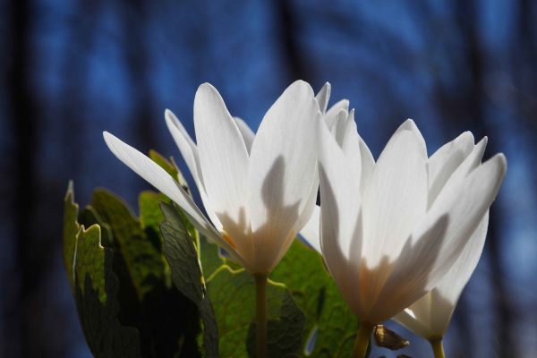 École-Créativité-FGagnon-Bokeh-GB-Printemps
