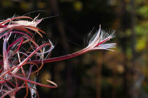 École-Créativité-FGagnon-Bokeh-GH-Printemps