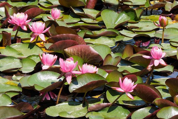 École-Créativité-FGagnon-ile-verte-aout-GB École-Créativité-FGagnon-ile-verte-aout-GB