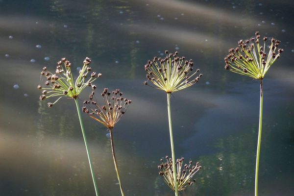 Ecole-Creativite-FGagnon-Inedits-Fleurs