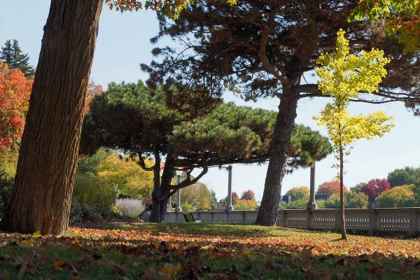 Ecole-Creativite-FGagnon-KmPhoto-Automne-2026-Arbres