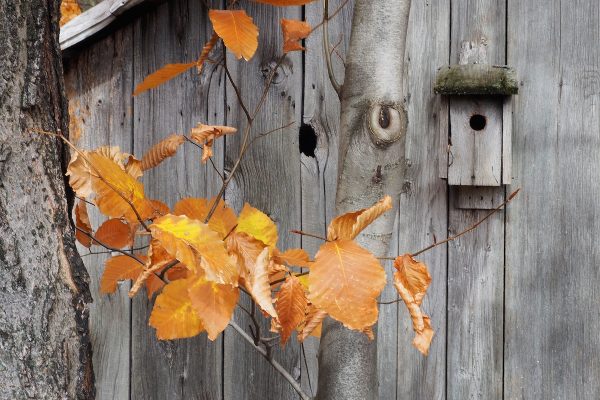 Ecole-Creativite-FGagnon-KmPhoto-Automne-2026-Cabane-hirondelles