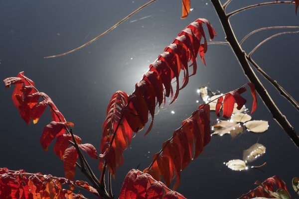 Ecole-Creativite-FGagnon-KmPhoto-Automne-2026-Feuilles